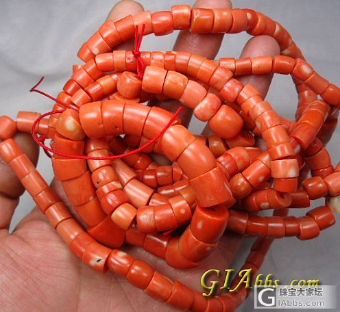 红火的珊瑚_珊瑚