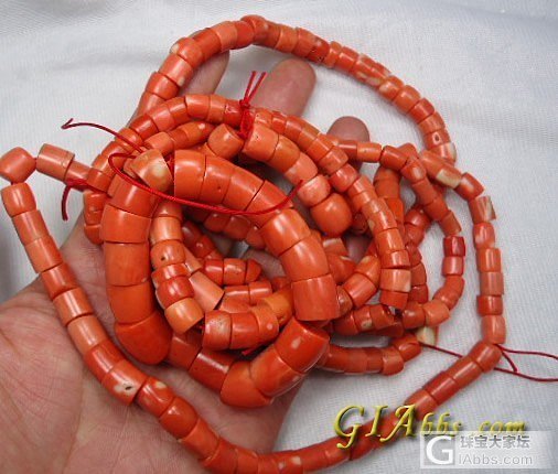 红火的珊瑚_珊瑚