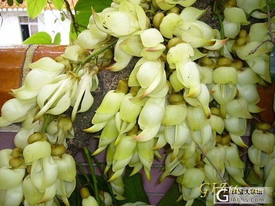 阳台上自种的禾雀花_花摄影