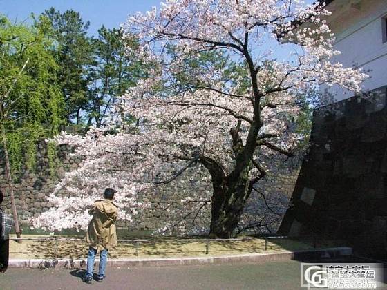 赏樱归来_树摄影