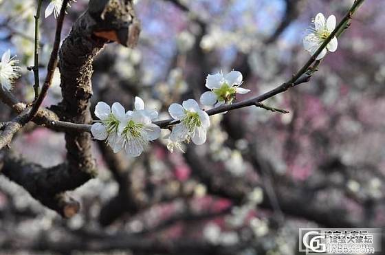 看春色  拍春花~~_花树摄影