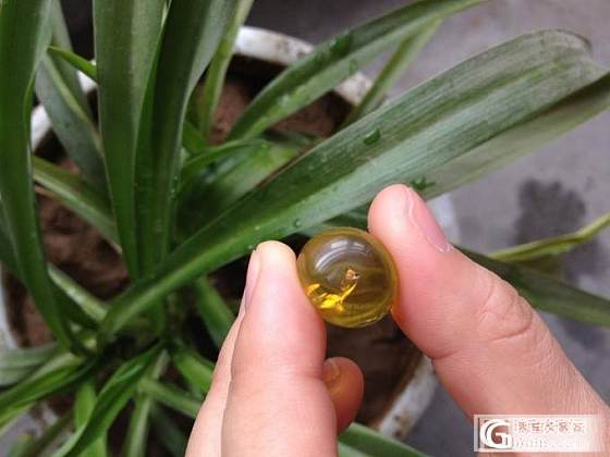 已拍付 感谢帮顶价 100出个3.29G金珀大桶珠，值不值自己看_有机宝石