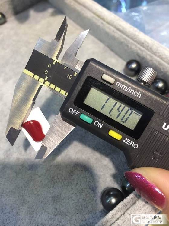 【圣诞特惠】阿卡牛血完美面 天然珊瑚 800一个 做戒指 美爆了