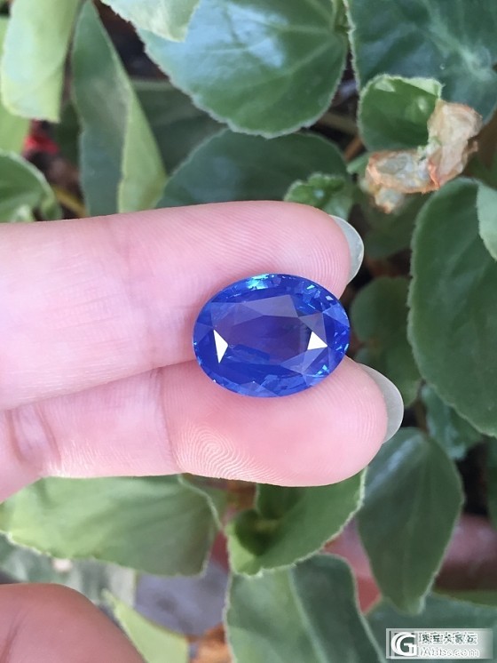 硕大一颗矢车菊_刻面宝石蓝宝石