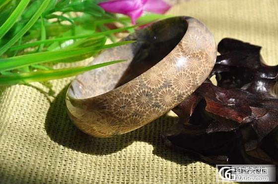 台湾珊瑚化石（珊瑚玉）_有机宝石