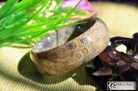 台湾珊瑚化石（珊瑚玉）_有机宝石