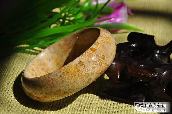 台湾珊瑚化石（珊瑚玉）_有机宝石