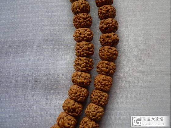 随缘小金刚~随评_菩提子