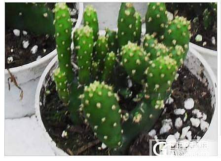 不在坛子里团了，坛子里的人气弱，还很多妹妹不满意的，真心累，_珠宝