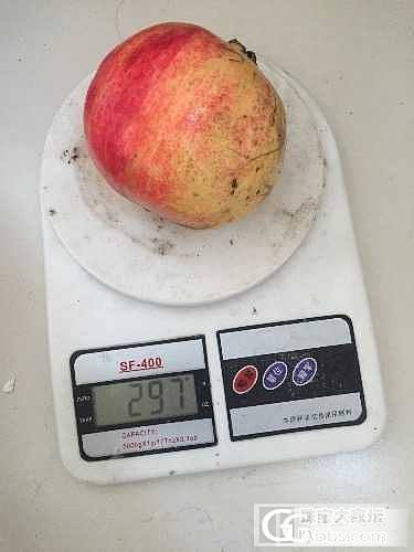 （截团）过了秋分石榴熟了，家乡特产［河阴软籽石榴］ 128楼起有还图反馈_珠宝