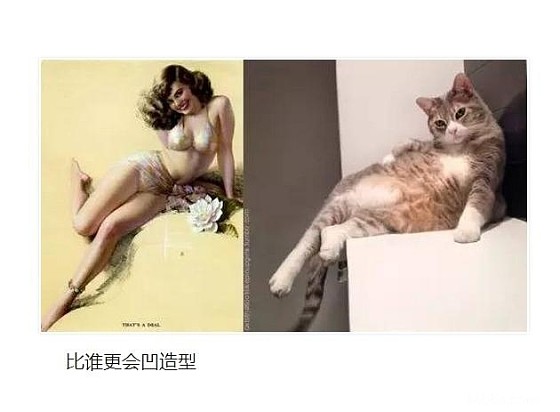 [转贴】——  美女你好，你家缺猫吗？_闲聊