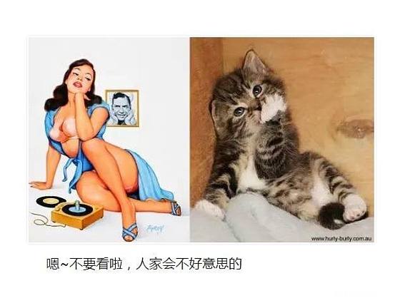 [转贴】——  美女你好，你家缺猫吗？_闲聊