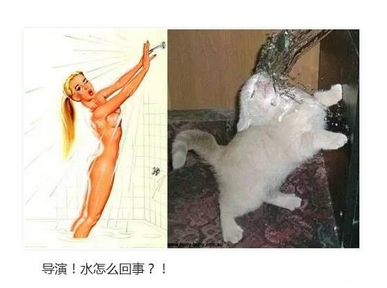 [转贴】——  美女你好，你家缺猫吗？_闲聊