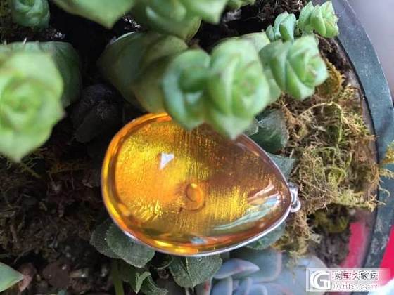 缅甸金蓝里面的干胆_琥珀