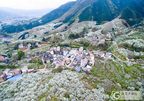 梨花也很美的，来新帖适应下_旅游摄影