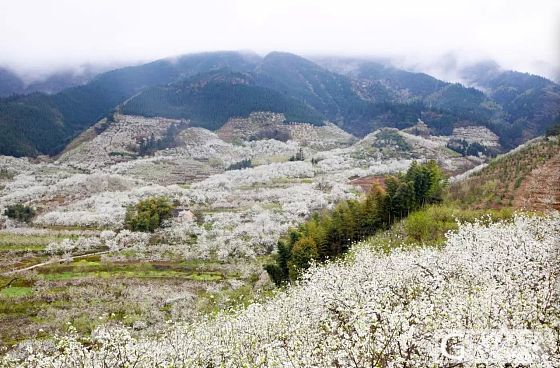 梨花也很美的，来新帖适应下_旅游摄影