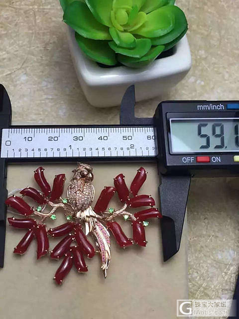 阿卡珊瑚胸针_珊瑚