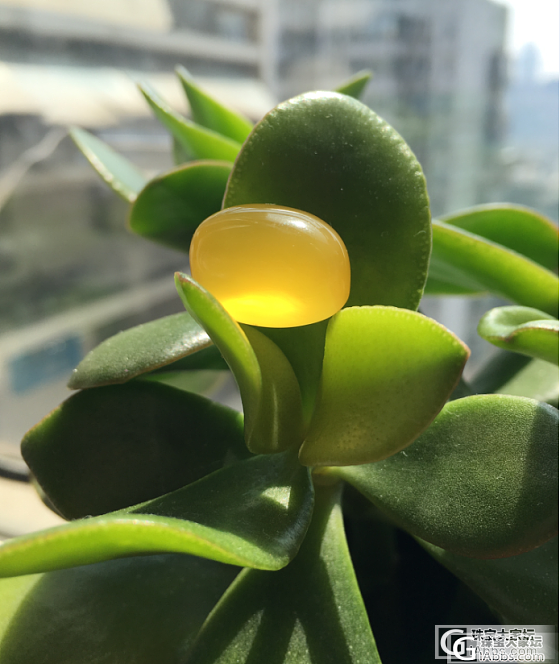 晒图：柚子家美不可言的戒面_蜜蜡