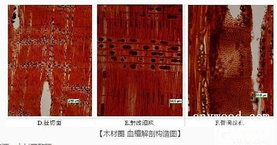 “血檀”（ρ>1）的木材解剖构造特征详解_木