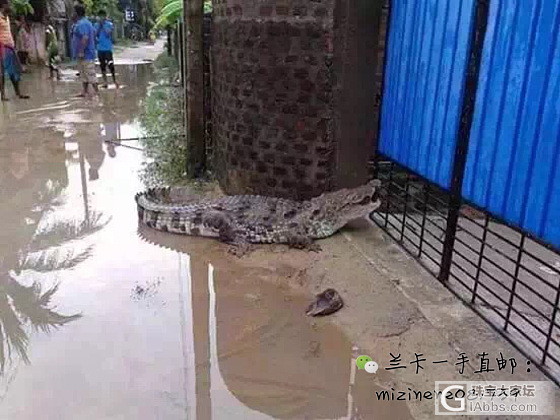 兰卡暴雨_产地斯里兰卡