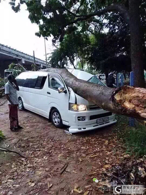 兰卡暴雨_产地斯里兰卡