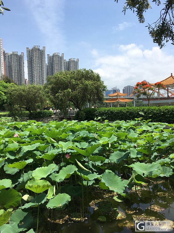 周末了，出来走走，难得有蓝天白云清风碧荷绿水_摄影