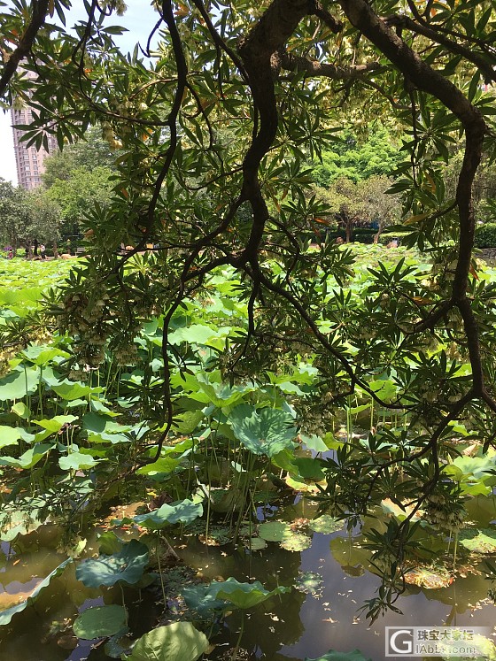 周末了，出来走走，难得有蓝天白云清风碧荷绿水_摄影