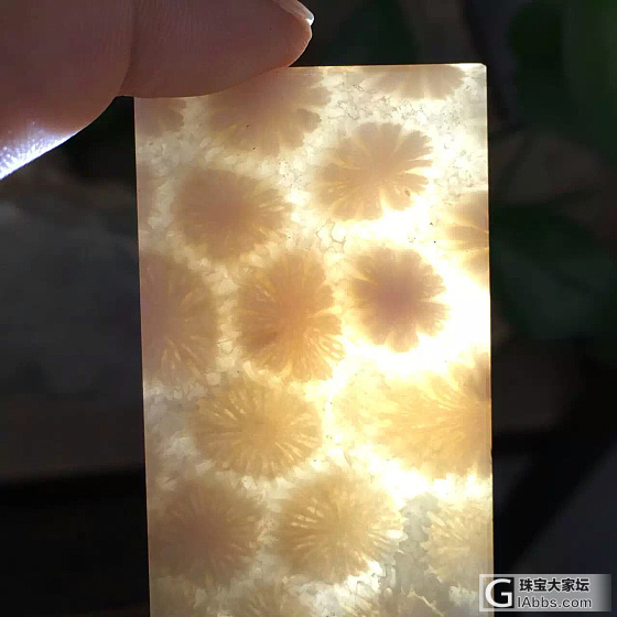 珊瑚玉宝贝，天然保真全玉化，都是啥值得收藏的美玉_珊瑚玉