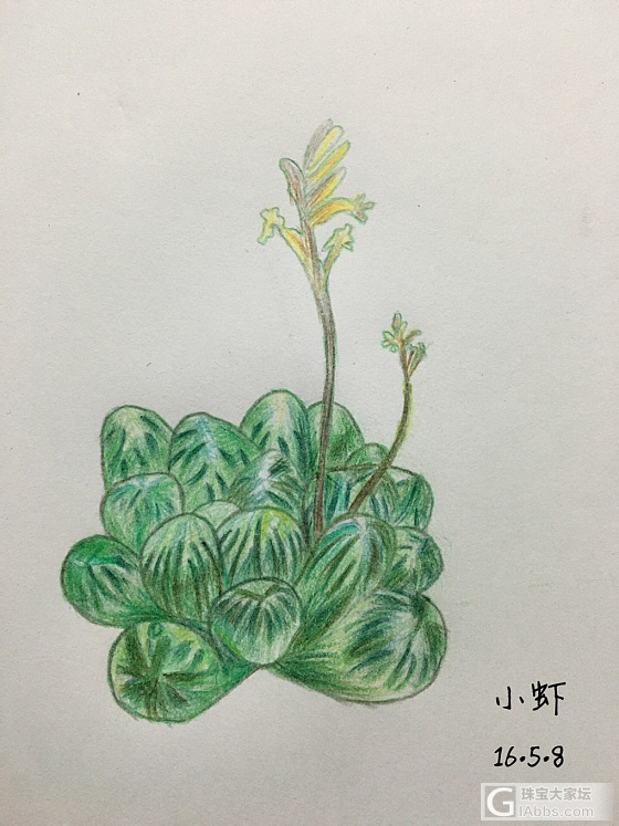 彩铅植物绘_手绘