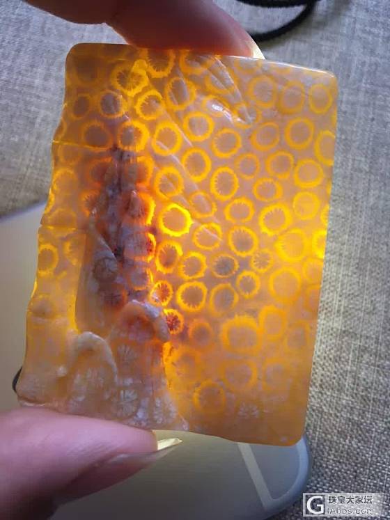 珊瑚玉_珊瑚玉