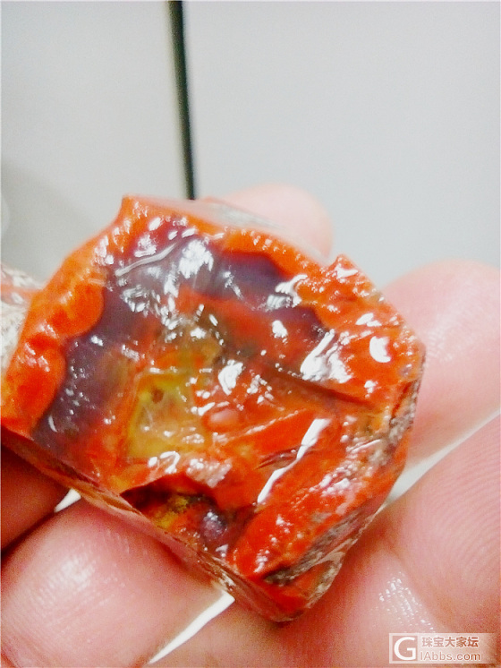 精品战国红_战国红