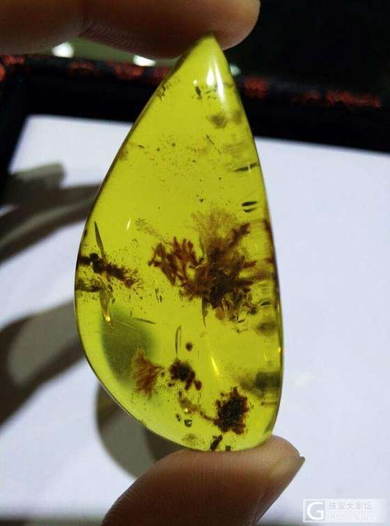 植物珀_植物珀