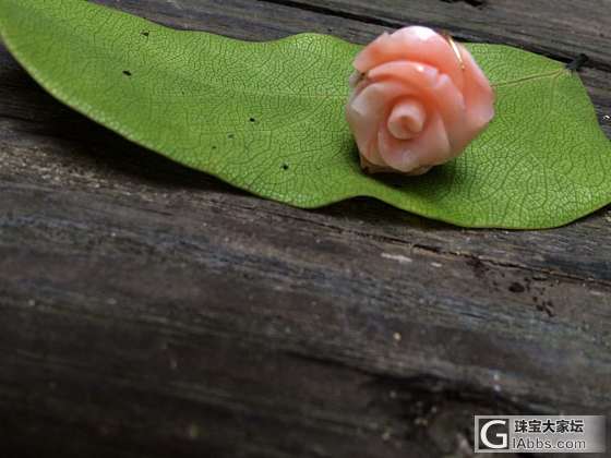 请欣赏_珊瑚