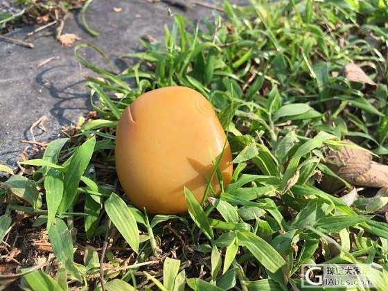 哈哈哈像不像和田玉黄沁籽料_玉髓玛瑙