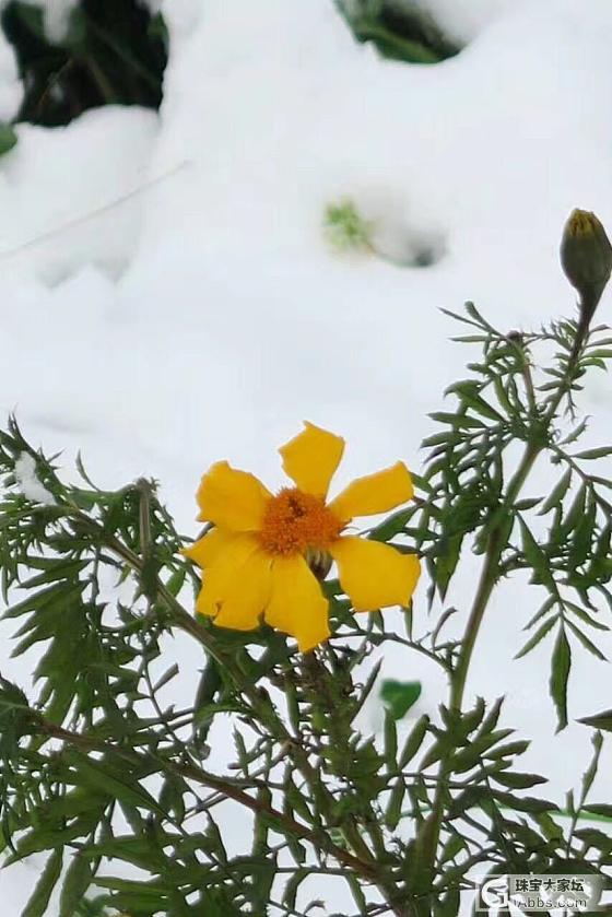 冰雪中的东海水晶市场赶集_东海水晶集散地