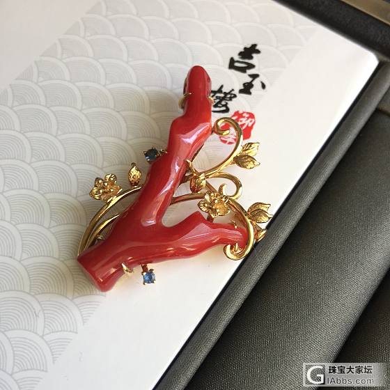 都是阿卡牛血 看看哪个更好看呢_珊瑚