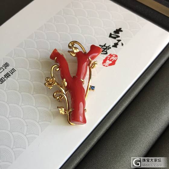 都是阿卡牛血 看看哪个更好看呢_珊瑚