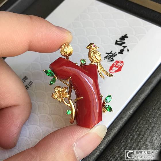 都是阿卡牛血 看看哪个更好看呢_珊瑚