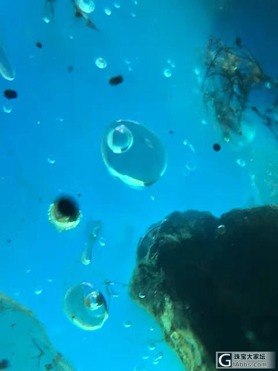 特色珀_琥珀