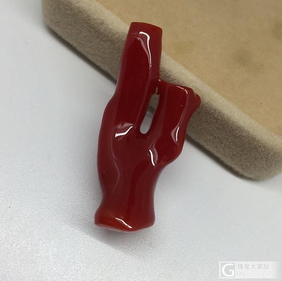 日本阿卡牛血枝，粗枝。_珊瑚