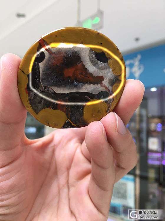 切战国红喜得一只刺猬_战国红