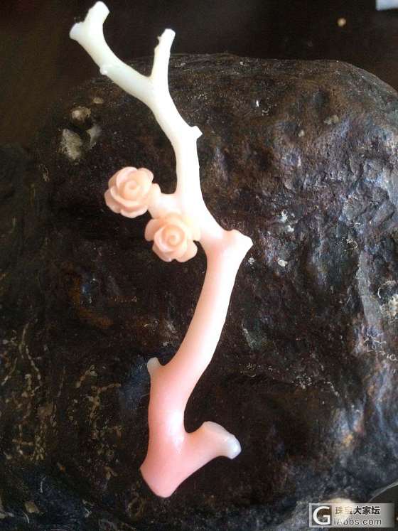 未抛光的莫莫原枝_珊瑚