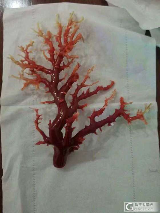 大家都在追珊瑚_珊瑚