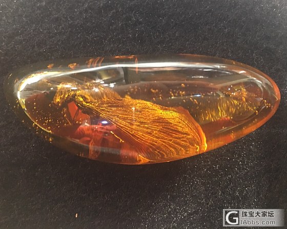 虫珀…多米尼加的…虫子3-4cm大…_挂件虫珀