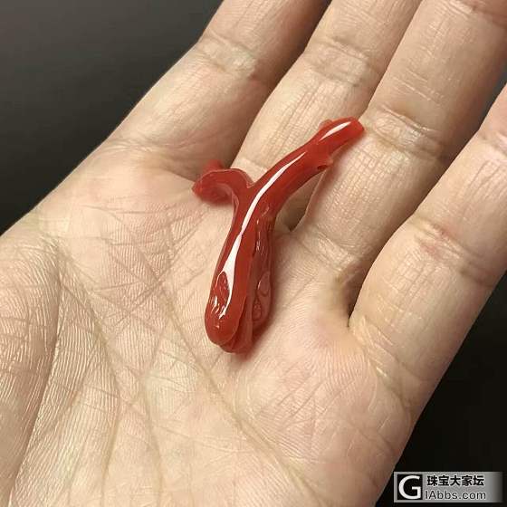 阿卡枝桠，紫霞微信1604073048_珊瑚