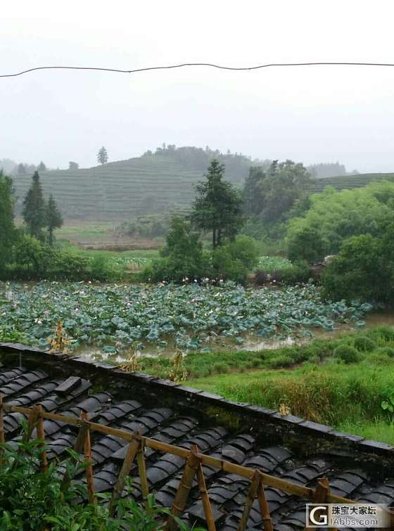 2016春茶◆大红袍◆新鲜上市，强烈推荐680花香肉桂和400水仙_茶叶