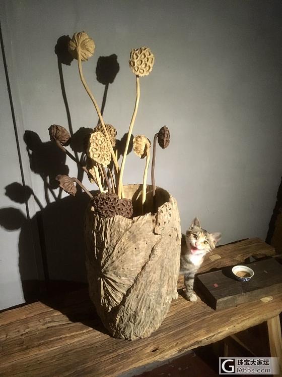 爱丑美的猫 每次拍照就跑来上镜！_木