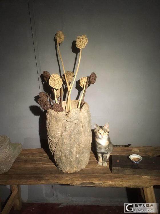 爱丑美的猫 每次拍照就跑来上镜！_木