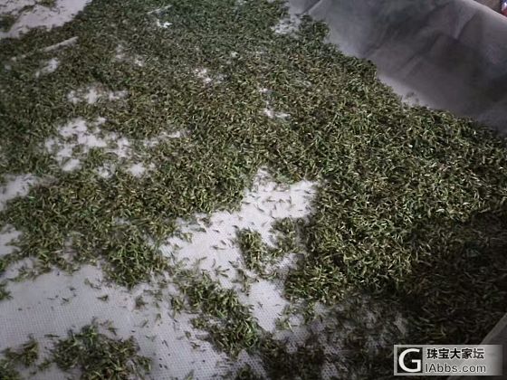 ［水几个红包］订了一斤头茬的好茶_茶叶