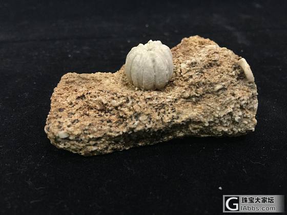 有看頭的螃蟹化石&常見的海蕾化石_化石